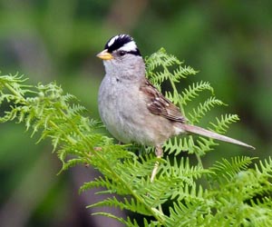 Болжмор (Цагаалиг болжмор)